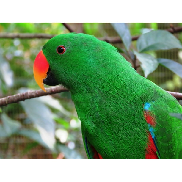 Tropical Birds Colorful Parrots And Exotic Flowers Deluxe Printing Small Purse Portable Receiving Bag Tropical Birds Colorful Parrots And Exotic Flowers Deluxe Printing Small Purse Portable Receiving Bag